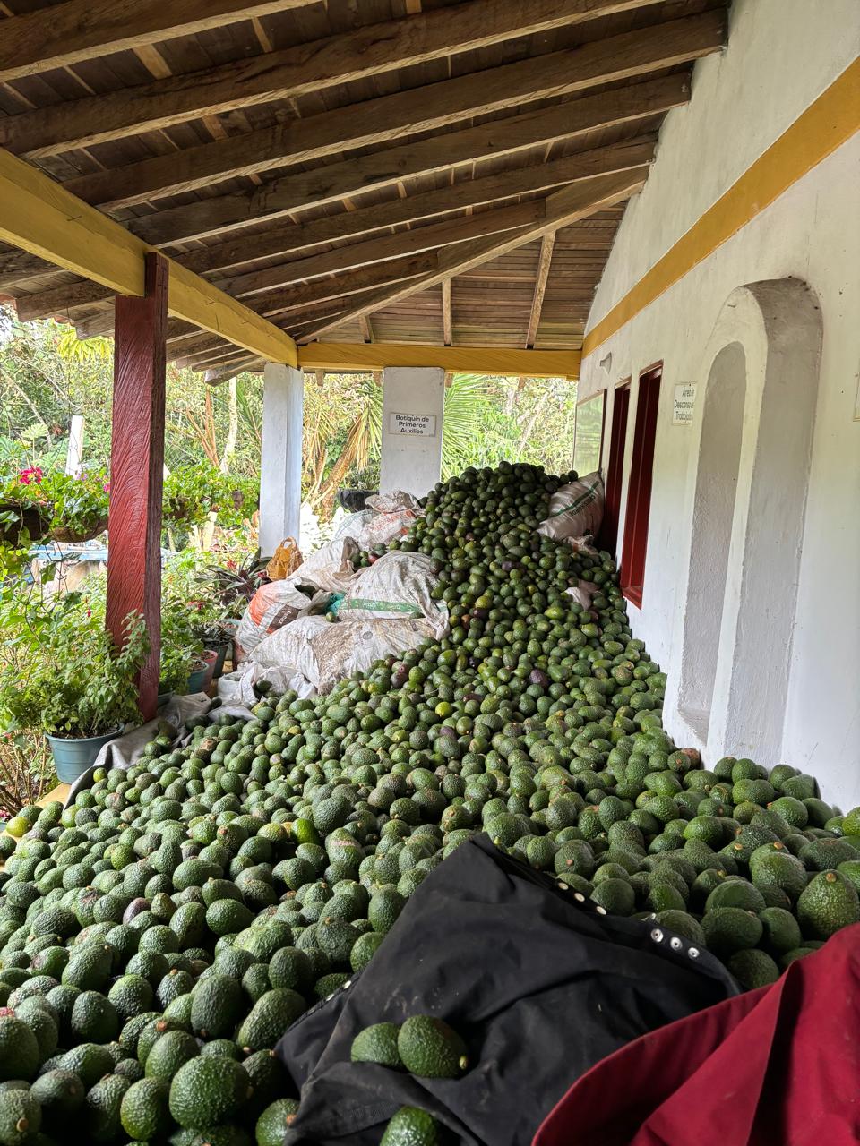 Aguacates frescos recién cosechados para preparar recetas saludables