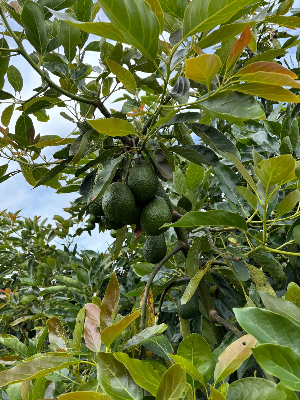 Aguacates colgando del árbol en la finca de Frutos de la Encantada en Colombia